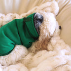 The Snow Days Dog Hoodie in Green