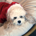 The Snow Days Dog Hoodie in Red