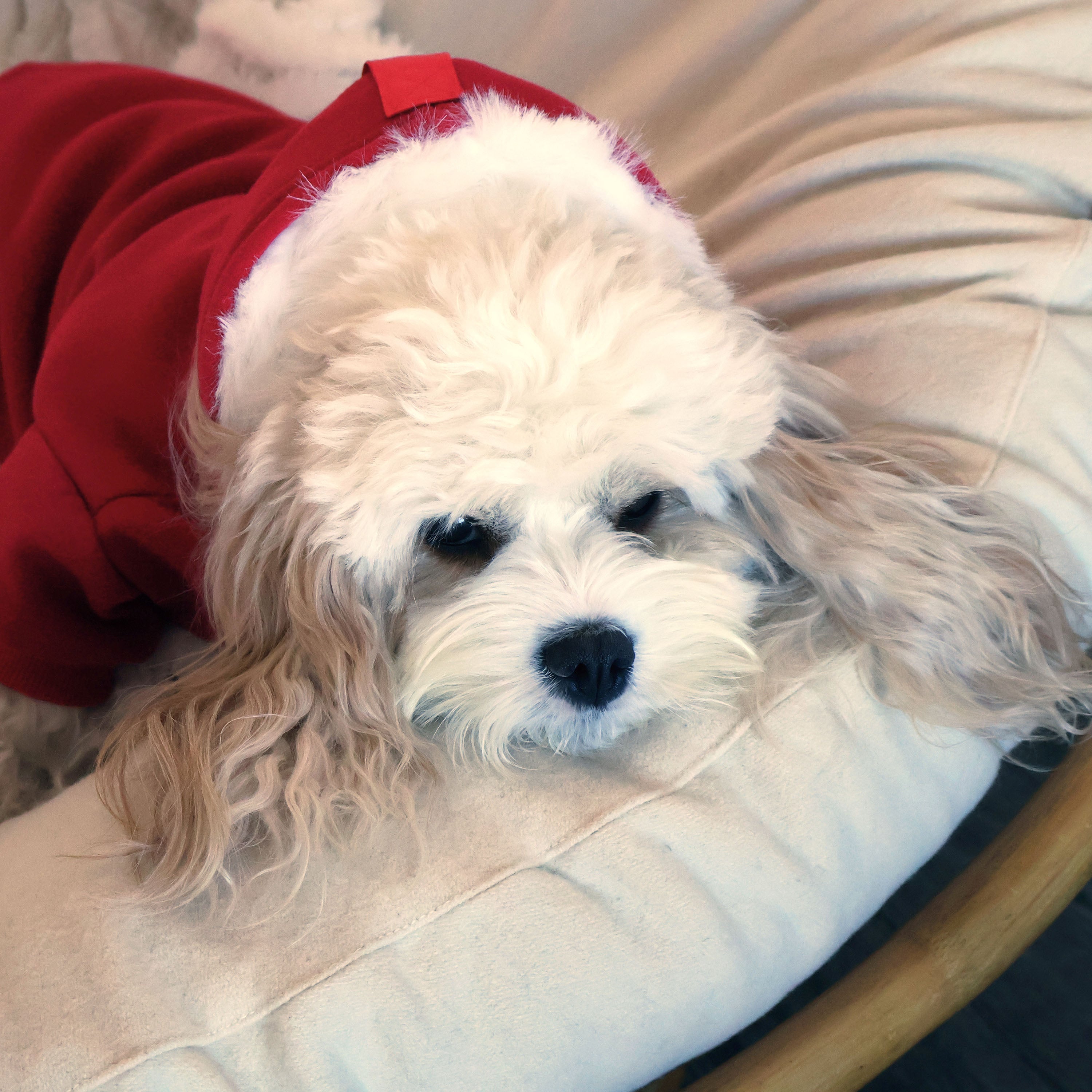 The Snow Days Dog Hoodie in Red