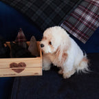 The Christmas Tree Dog Toy in Plaid